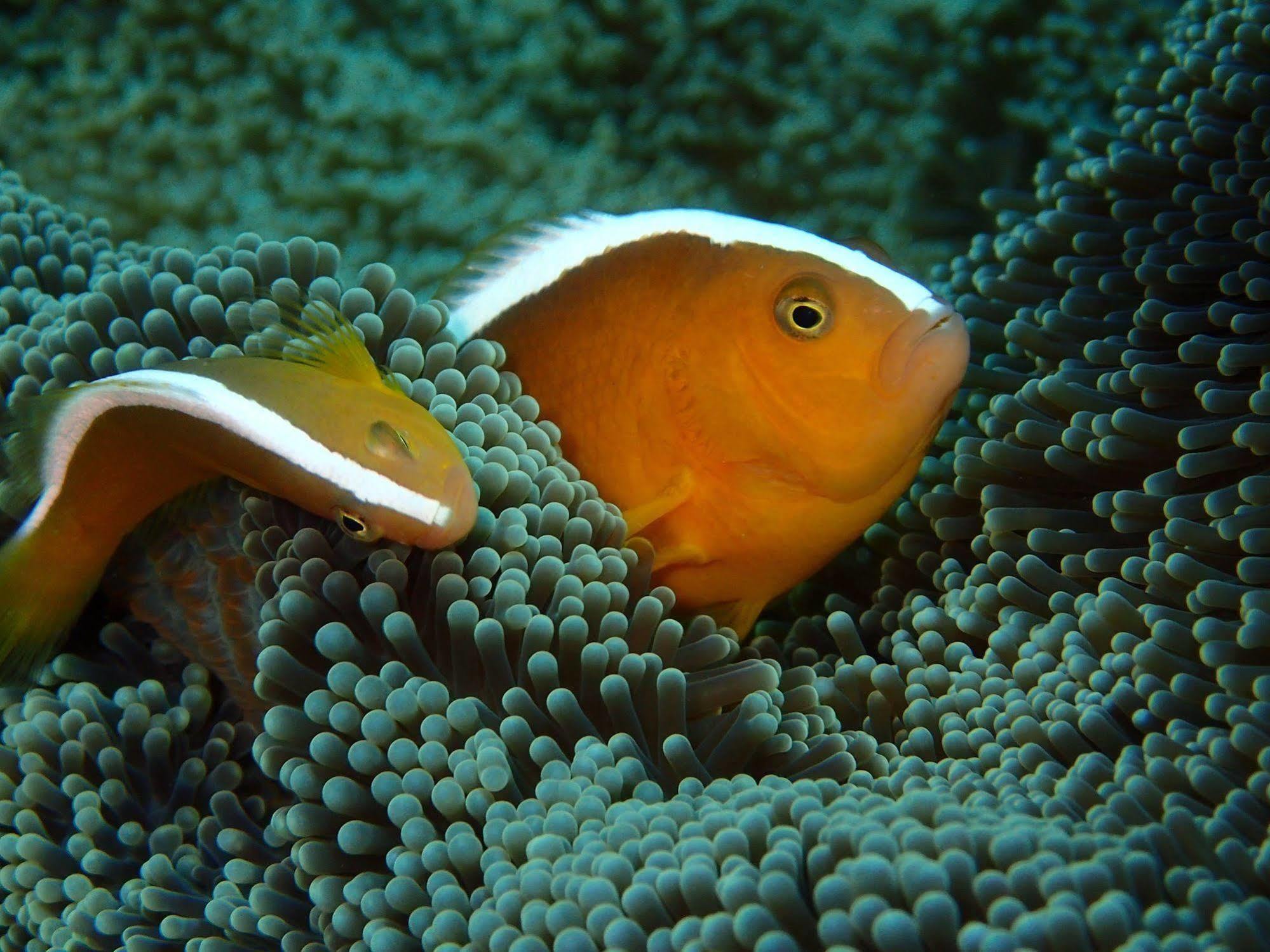 Alami Resort, Restaurant And Dive Center Amed Buitenkant foto